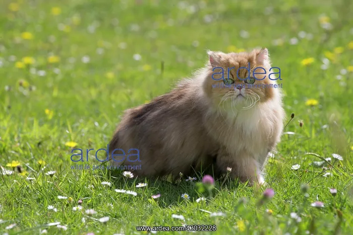 : Cat Golden Shaded Persian in daisies and dandelions : Cat Golden Shaded Persian in daisies and dandelions
