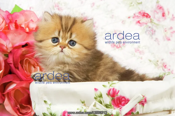  : Cat - Golden shaded Persian kitten