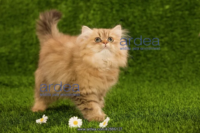  : Cat - Golden shaded persian kitten