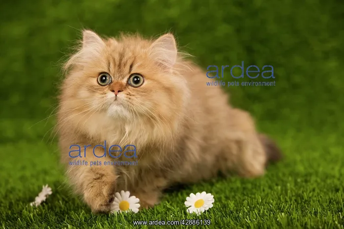  : Cat - Golden shaded persian kitten