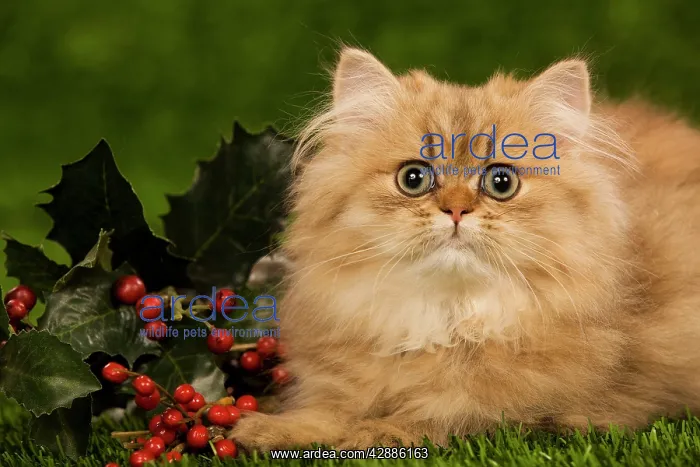  : Cat - Golden shaded persian kitten