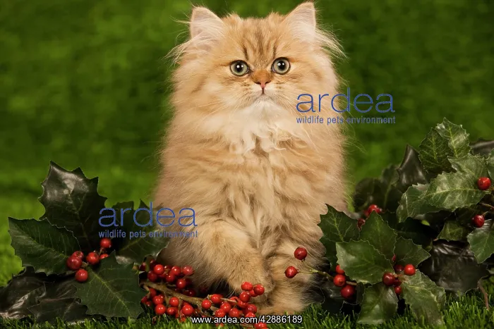  : Cat - Golden shaded persian kitten