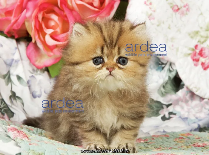  : Cat - Golden shaded Persian kitten