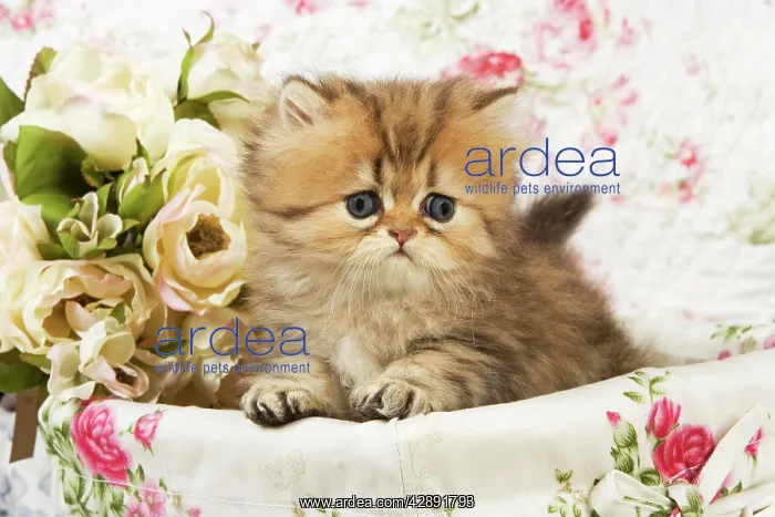  : Cat - Golden shaded Persian kitten in basket
