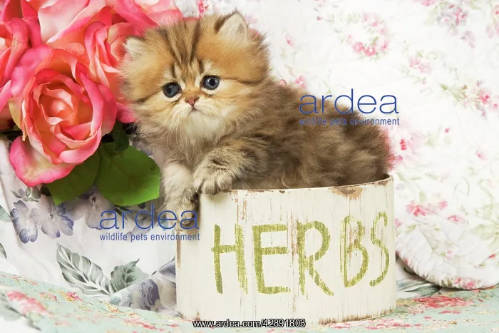  : Cat - Golden shaded Persian kitten in pot