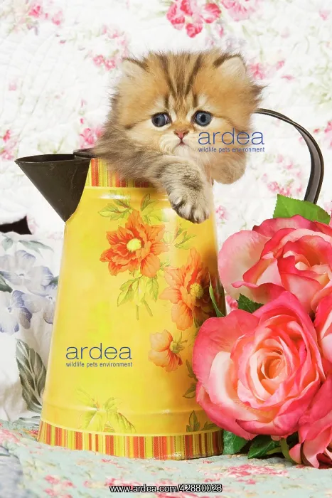 : Cat - Golden shaded Persian kitten in water jug : Cat - Golden shaded Persian kitten in water jug