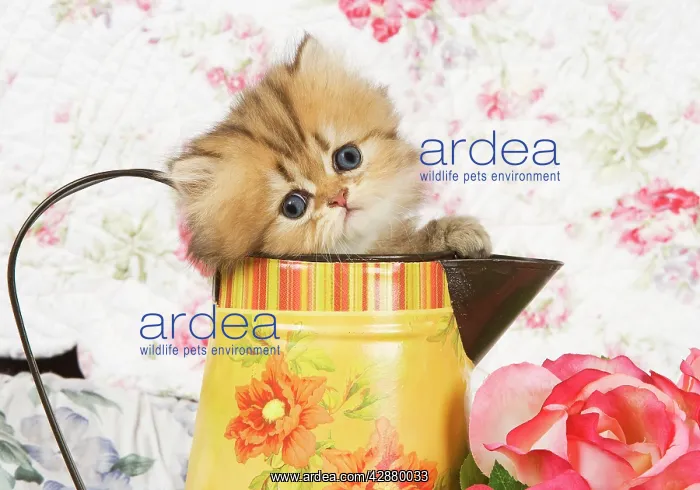: Cat - Golden shaded Persian kitten in water jug : Cat - Golden shaded Persian kitten in water jug