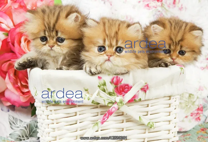  : Cat - three Golden shaded Persian kittens