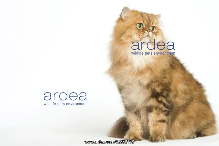  : Cat - Golden Shaded Persian in studio