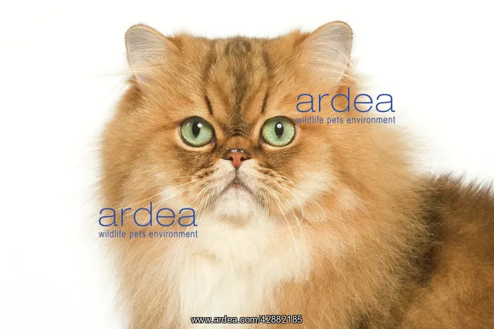  : Cat - Golden Shaded Persian in studio