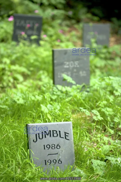 : Cat - Gravestone of pet cat 'JumbleI in Pet Cemetery : Cat - Gravestone of pet cat 'JumbleI in Pet Cemetery