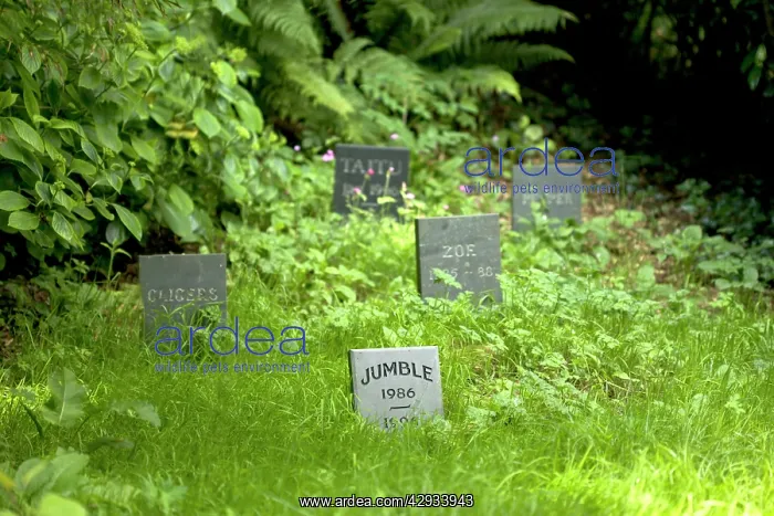 : Cat - Gravestone of pet cat, 'JumbleI in Pet Cemetery : Cat - Gravestone of pet cat, 'JumbleI in Pet Cemetery