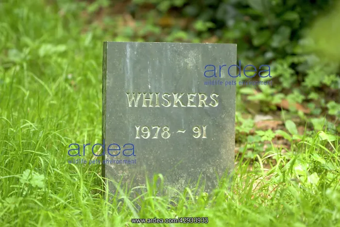 : Cat - Gravestone of pet cat 'WhiskersI in Pet Cemetery : Cat - Gravestone of pet cat 'WhiskersI in Pet Cemetery