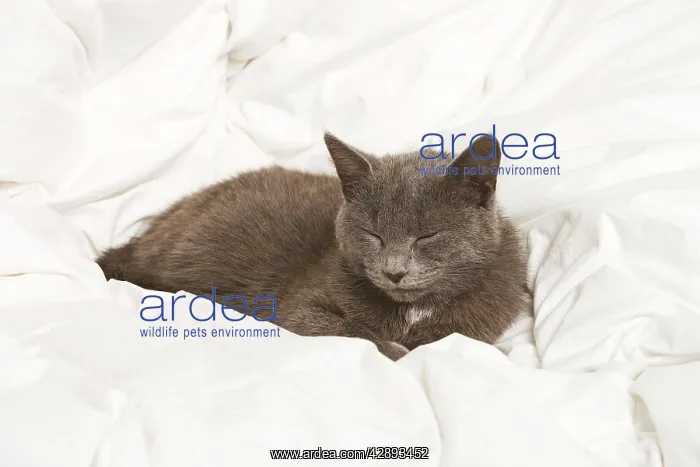 : Cat - grey cat asleep : Cat - grey cat asleep