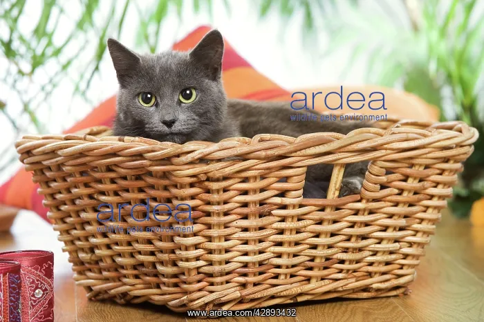  : Cat - grey cat in basket