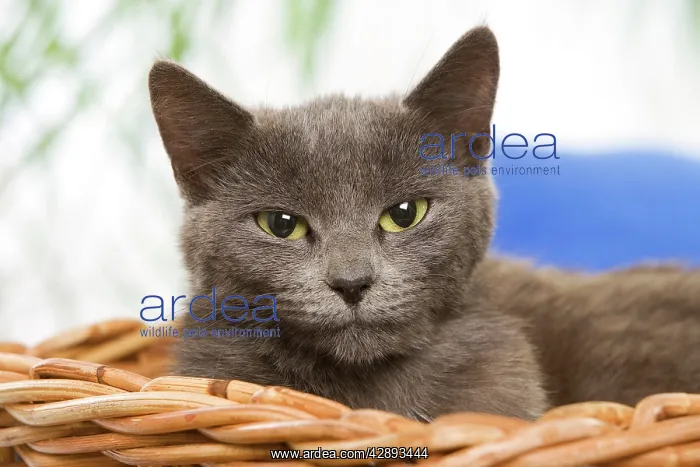  : Cat - grey cat in basket