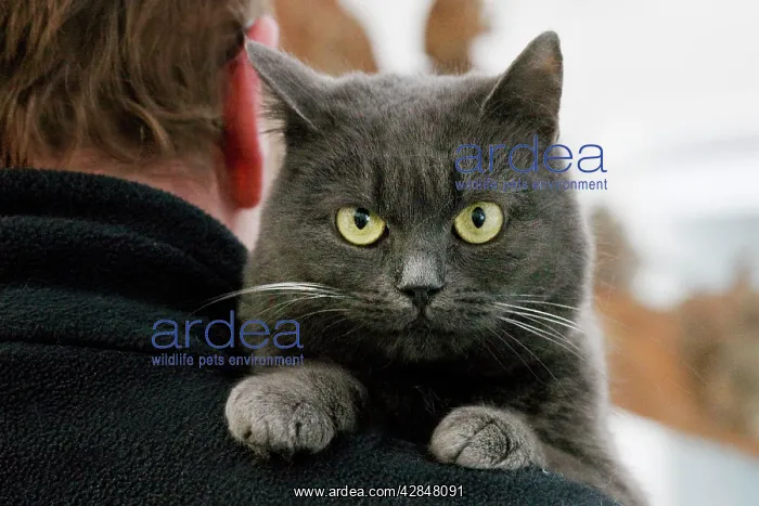  : Cat - grey cat looking over mans shoulder