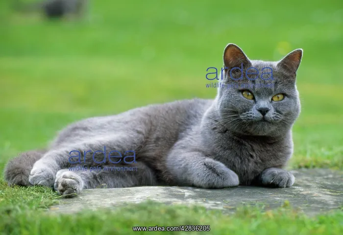 : Cat - grey cat lying down in the garden : Cat - grey cat lying down in the garden