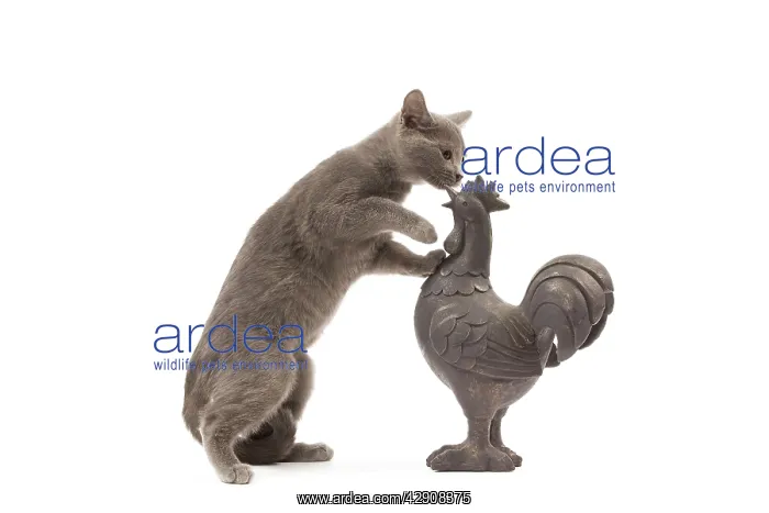  : Cat - grey cat in studio investigating garden ornament