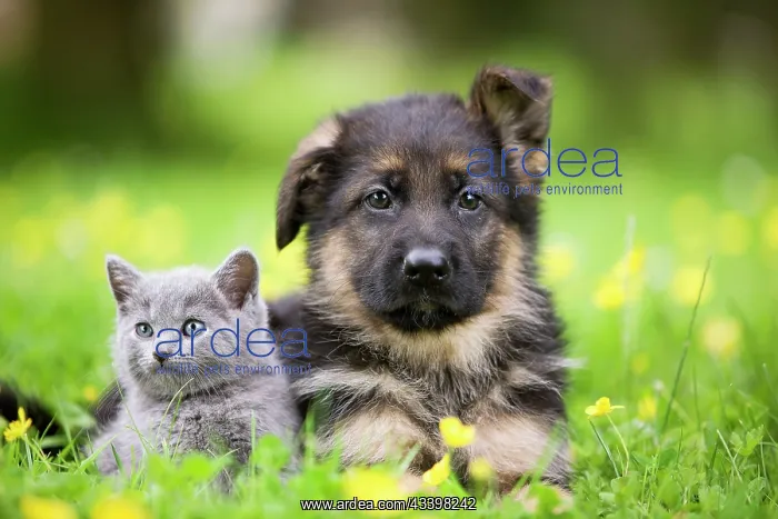 : Cat - grey Chartreux kitten in garden with puppy : Cat - grey Chartreux kitten in garden with puppy