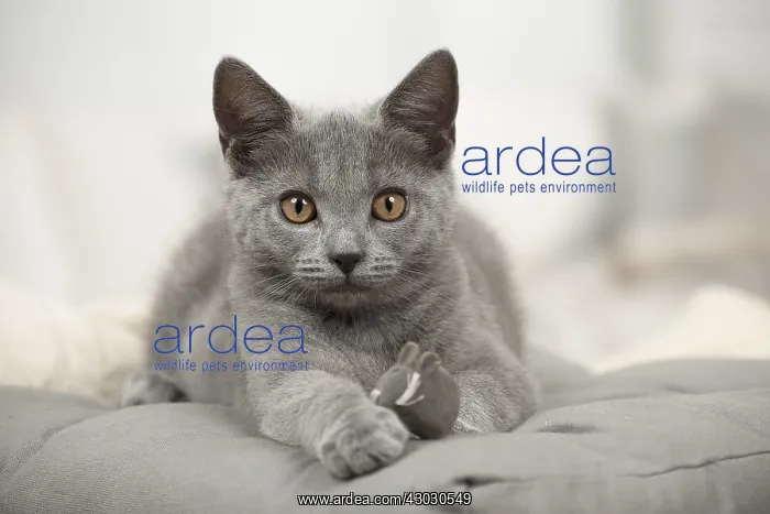  : Cat - Grey Chartreux kitten indoors
