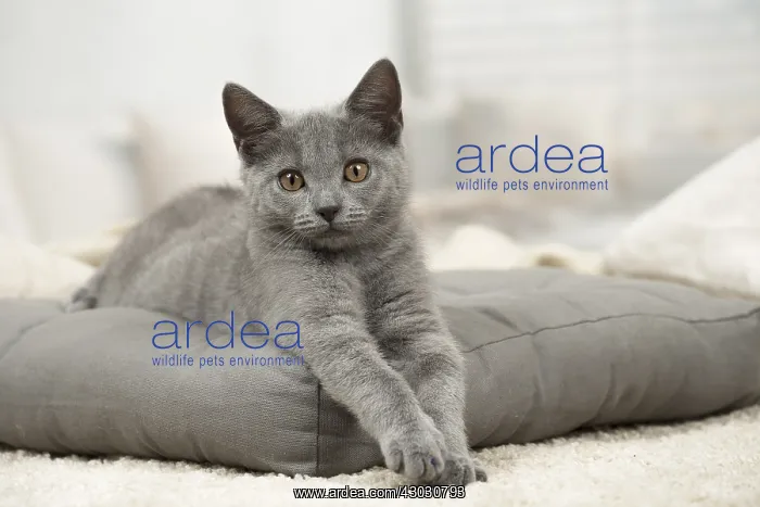  : Cat - Grey Chartreux kitten indoors