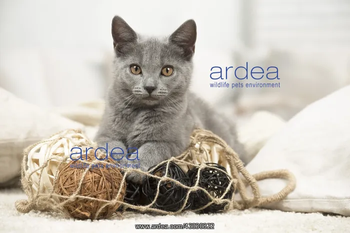  : Cat - Grey Chartreux kitten indoors