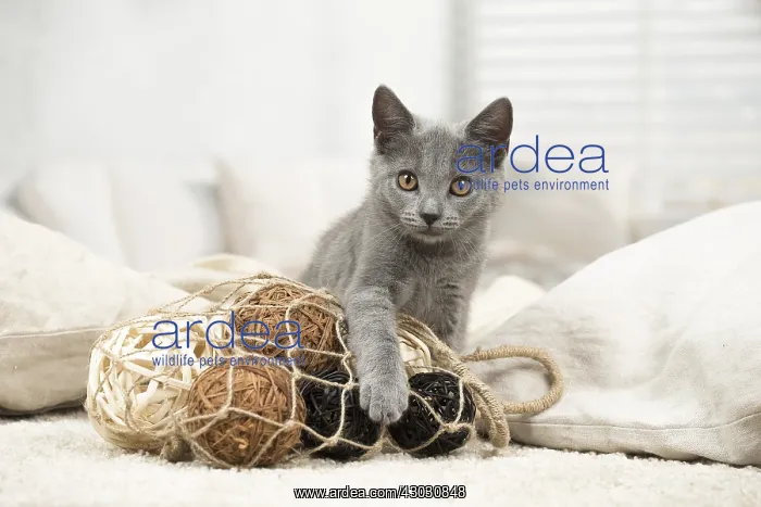  : Cat - Grey Chartreux kitten indoors