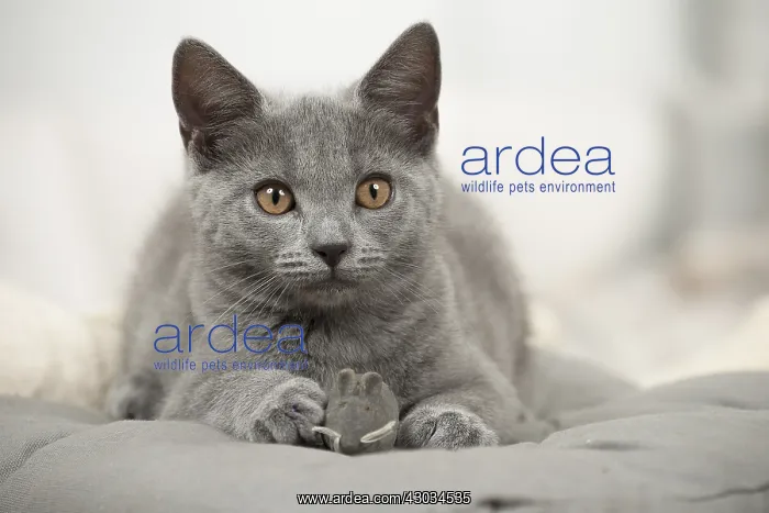  : Cat - Grey Chartreux kitten indoors