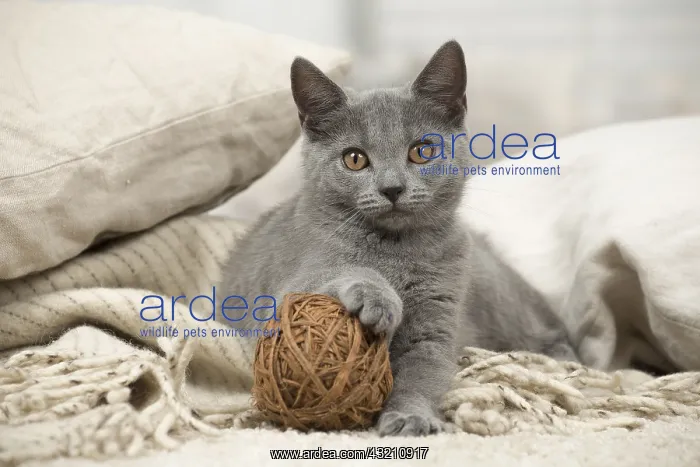  : Cat - Grey Chartreux kitten indoors