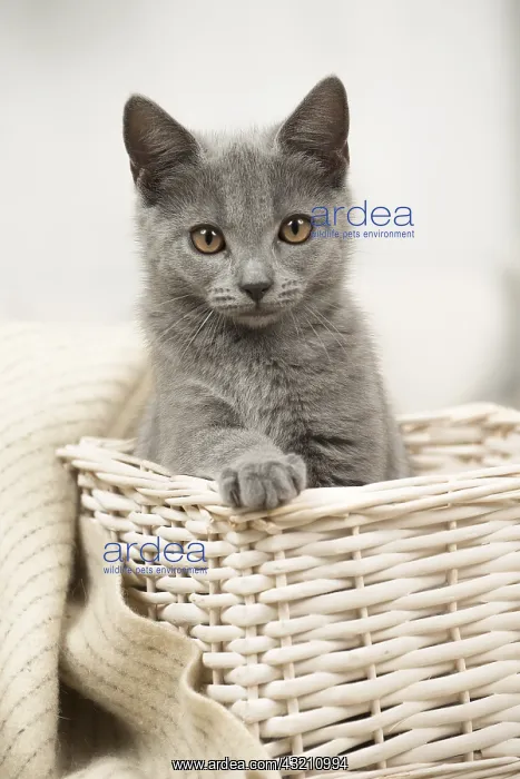 : Cat - Grey Chartreux kitten indoors