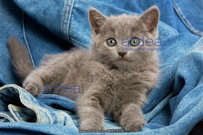  : Cat - grey Chartreux kitten on jean material
