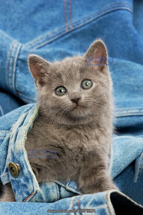  : Cat - grey Chartreux kitten on jean material