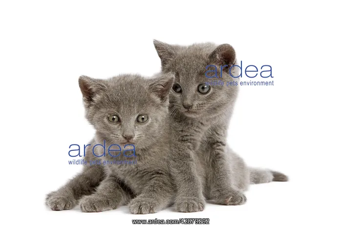  : Cat - two grey Chartreux kittens in studio