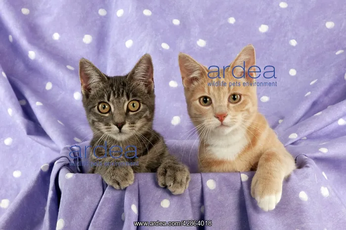 : CAT - Grey and ginger tabby cats sitting together : CAT - Grey and ginger tabby cats sitting together
