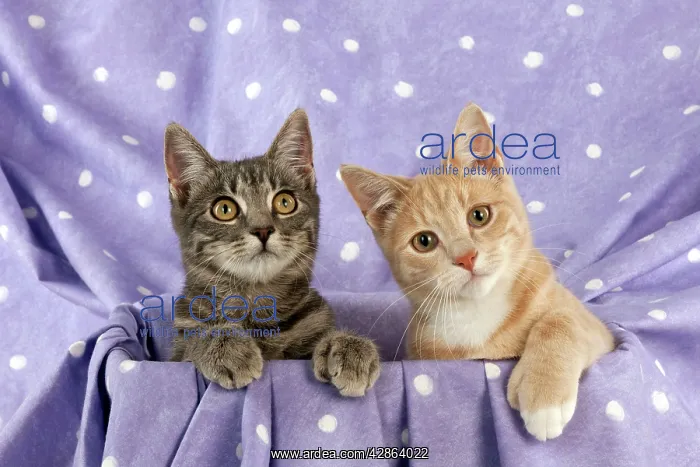 : CAT - Grey and ginger tabby cats sitting together : CAT - Grey and ginger tabby cats sitting together
