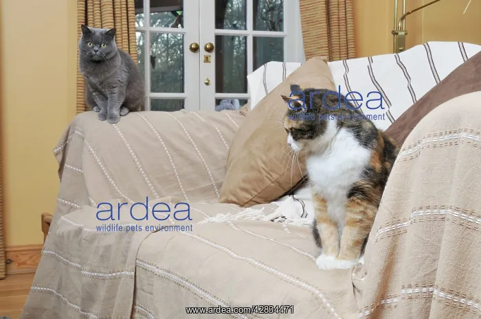 : Cat - Grey and ginger and white cats sitting on : Cat - Grey and ginger and white cats sitting on