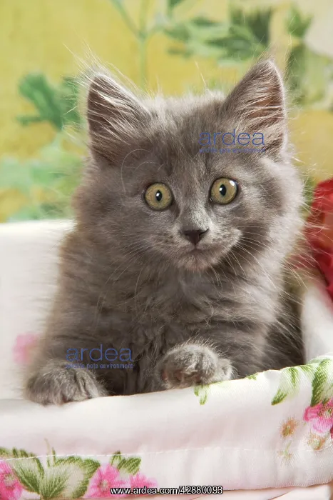  : Cat - grey kitten