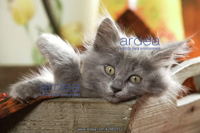  : Cat - Grey kitten lying in wooden box