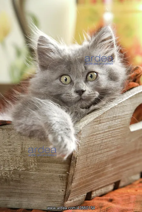  : Cat - Grey kitten lying in wooden box