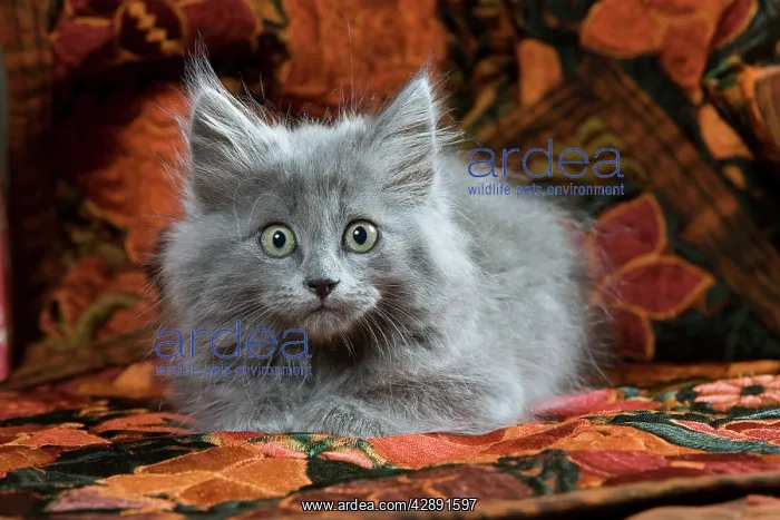  : Cat - Grey Kitten - two months old