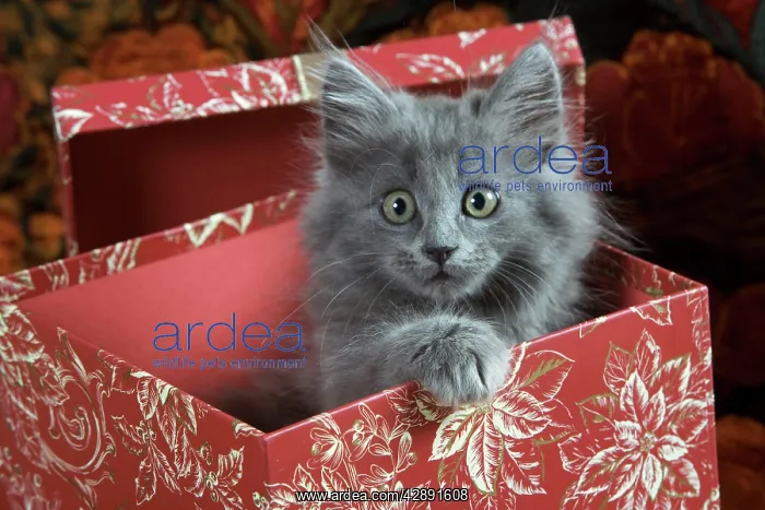  : Cat - Grey Kitten - two months old