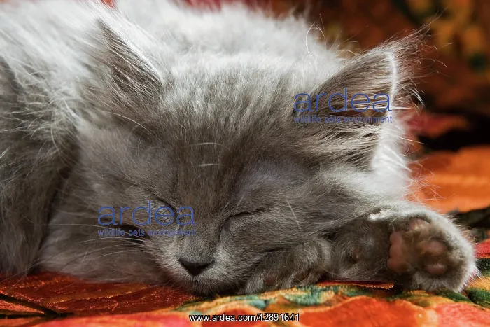 : Cat - Grey Kitten - two months old sleeping