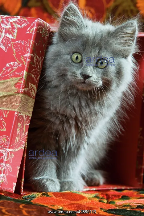  : Cat - grey kitten by present