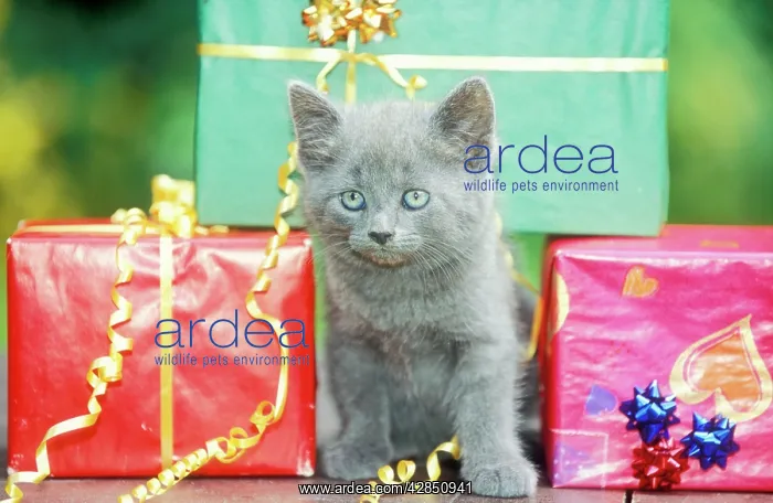  : CAT - grey kitten amongst presents
