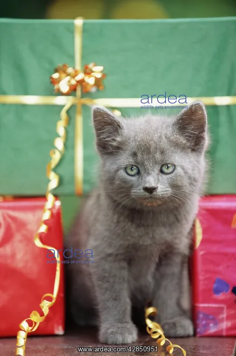  : CAT - grey kitten amongst presents