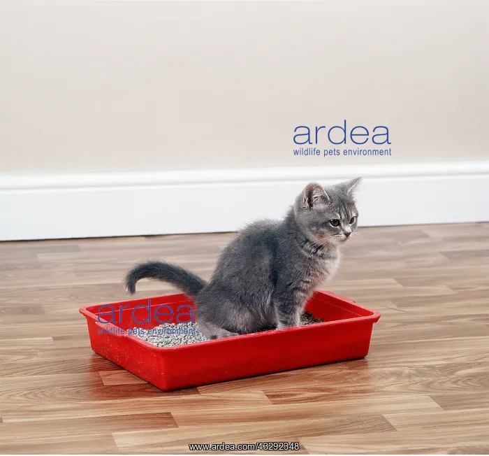: CAT - grey kitten using litter tray : CAT - grey kitten using litter tray