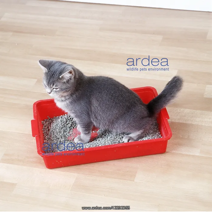 : CAT - grey kitten using litter tray : CAT - grey kitten using litter tray