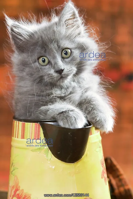  : Cat - Grey kitten in water jug