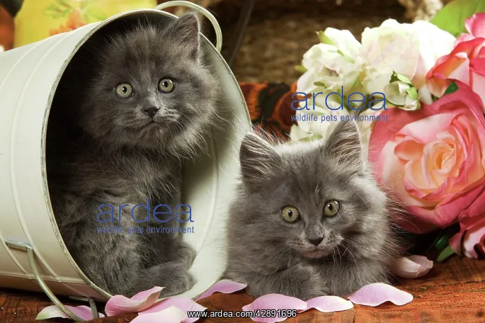  : Cat - two Grey Kittens